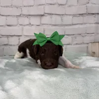 Nia, a female Shepadoodle for sale in Concord, NC – Photo 4 of 4