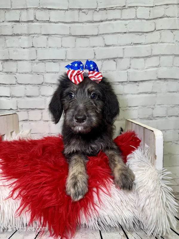 Sianna – Shepadoodle puppy for sale in Concord, NC