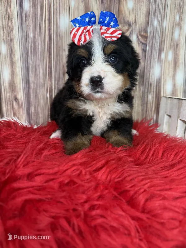 Velma – Bernese Mountain Dog puppy for sale in Concord, NC
