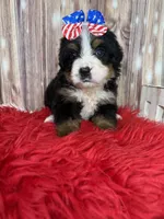 Velma, a female Bernese Mountain Dog for sale in Concord, NC – 1 of 3