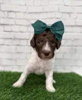 Nicolette, a female Shepadoodle for sale in Concord, NC – Photo 3 of 5