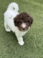 Nicolette, a female Shepadoodle for sale in Concord, NC – 2 of 7