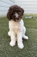 Nicolette, a female Shepadoodle for sale in Concord, NC – Photo 2 of 5