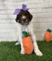 Nicolette, a female Shepadoodle for sale in Concord, NC – Photo 4 of 5