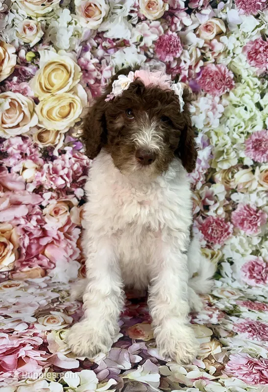 Nicolette – Shepadoodle puppy on hold in Concord, NC