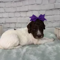 Nicolette, a female Shepadoodle for sale in Concord, NC – Photo 5 of 5