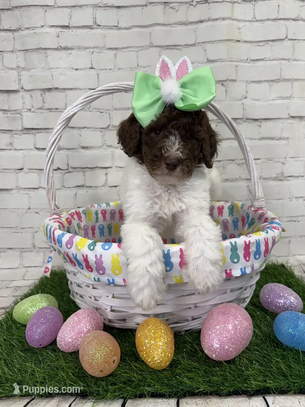 Nicolette – Shepadoodle puppy for sale in Concord, NC