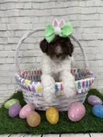 Nicolette, a female Shepadoodle for sale in Concord, NC – Photo 1 of 5