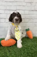 Neptune, a male Shepadoodle for sale in Concord, NC – Photo 4 of 5