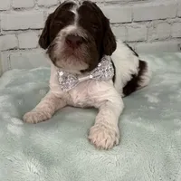 Neptune, a male Shepadoodle for sale in Concord, NC – Photo 5 of 5