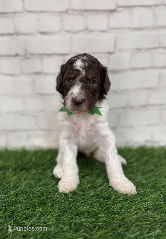 Neptune – Shepadoodle puppy for sale in Concord, NC