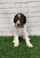 Neptune, a male Shepadoodle for sale in Concord, NC – Photo 3 of 5