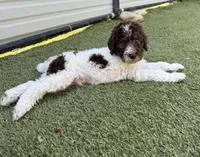 Neptune, a male Shepadoodle for sale in Concord, NC – Photo 2 of 5