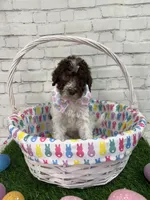 Neptune, a male Shepadoodle for sale in Concord, NC – Photo 1 of 5