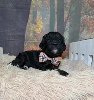 Callum, a male Miniature Goldendoodle for sale in Concord, NC – 2 of 3