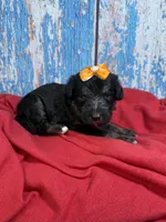 Sianna, a female Shepadoodle for sale in Concord, NC – 3 of 4