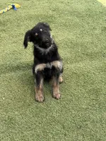 Sydney, a female Shepadoodle for sale in Concord, NC – 3 of 3