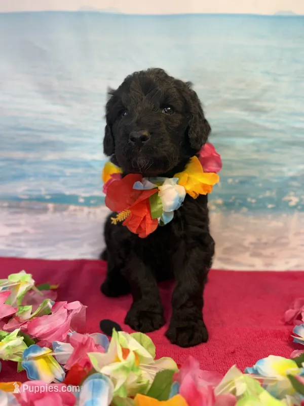 Ralph – Miniature Bernedoodle puppy for sale in Concord, NC