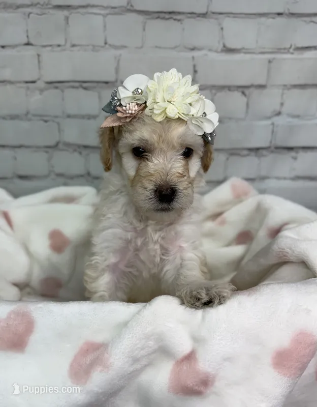 Reina – Miniature Bernedoodle puppy for sale in Concord, NC