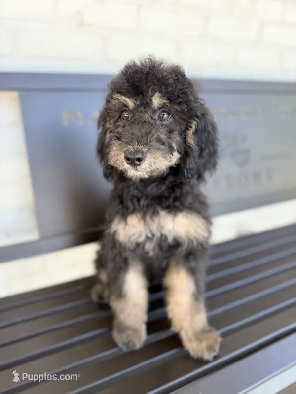 Adyen – Poodle - Miniature  puppy for sale in Concord, NC