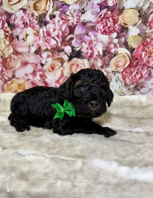 Allister – Poodle - Miniature  puppy for sale in Concord, NC
