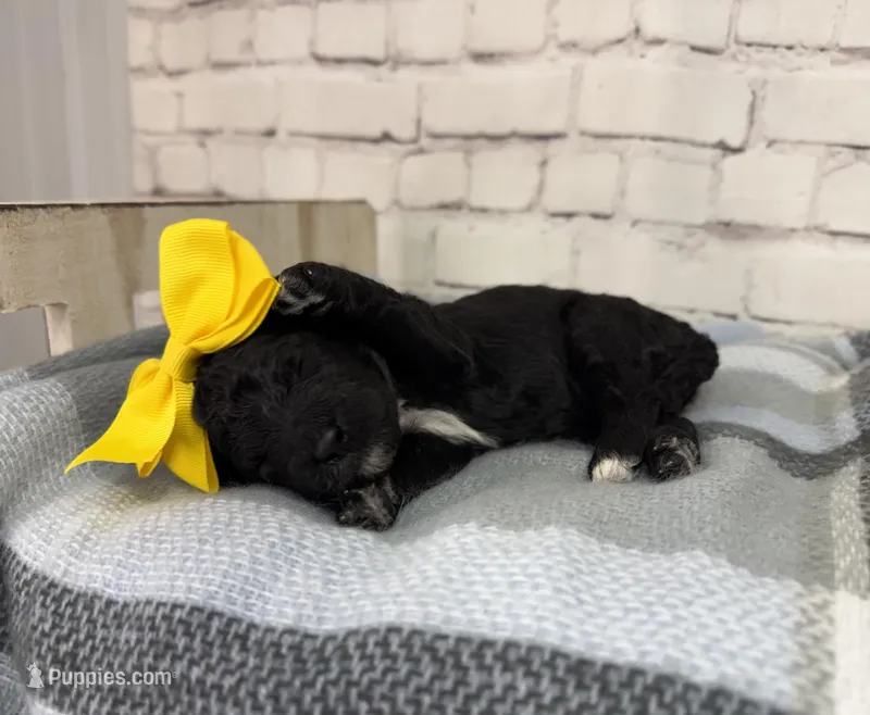 Rarity – Miniature Bernedoodle puppy for sale in Concord, NC