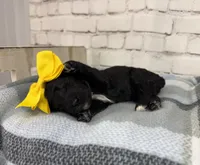 Rarity, a female Miniature Bernedoodle for sale in Concord, NC – Photo 1 of 3