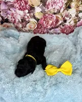 Rarity, a female Miniature Bernedoodle for sale in Concord, NC – Photo 2 of 3