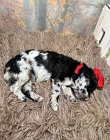 Corinne, a female Miniature Goldendoodle for sale in Concord, NC – 3 of 3