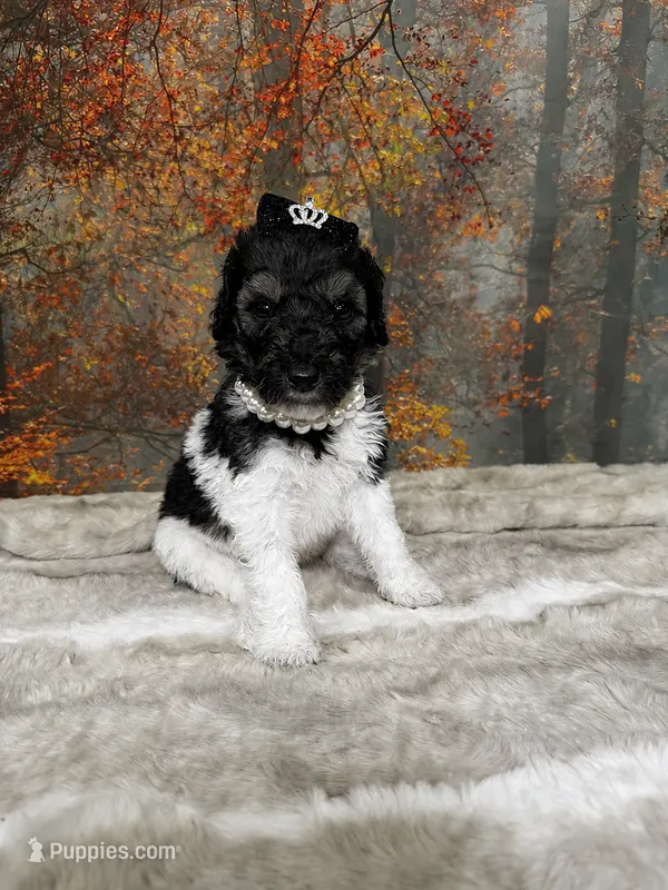 Belen – Poodle - Standard  puppy for sale in Concord, NC