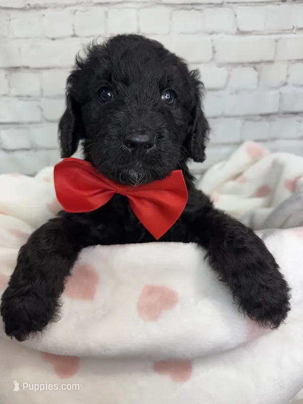 Ralph – Miniature Bernedoodle puppy for sale in Concord, NC