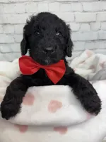 Ralph, a male Miniature Bernedoodle for sale in Concord, NC – 2 of 7