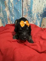 Sianna, a female Shepadoodle for sale in Concord, NC – 2 of 4
