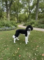 Logan, a male Bernedoodle for sale in Concord, NC – Photo 1 of 2