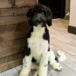 Logan, a male Bernedoodle for sale in Concord, NC – Photo 2 of 2