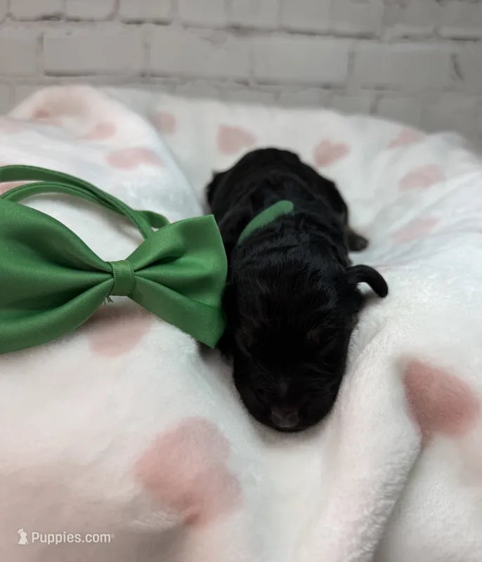 Thatcher, a male Poodle - Miniature  and Shepadoodle for sale in Concord, NC – 1 of 3