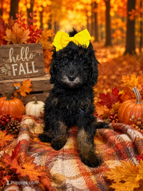 Aria – Poodle - Miniature  puppy for sale in Concord, NC