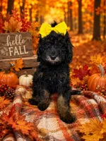 Aria, a female Poodle - Miniature  for sale in Concord, NC – 1 of 5
