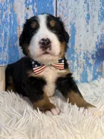 Vader, a male Bernese Mountain Dog for sale in Concord, NC – 2 of 3