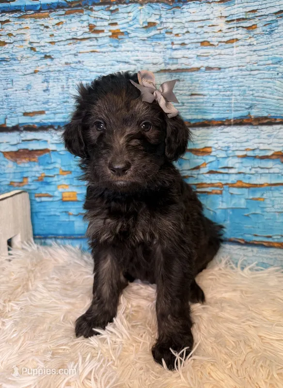 Sloan – Shepadoodle puppy for sale in Concord, NC