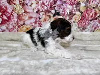 Adler, a male Poodle - Miniature  for sale in Concord, NC – 2 of 2
