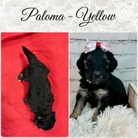 Paloma, a female Shepadoodle for sale in Concord, NC – 4 of 4