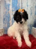 Reba, a female Miniature Bernedoodle for sale in Concord, NC – 2 of 8