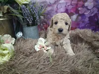 Creed, a male Miniature Goldendoodle for sale in Concord, NC – 7 of 8