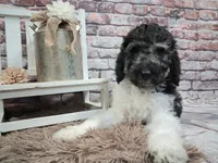 Belen, a female Poodle - Standard  for sale in Concord, NC – 5 of 5