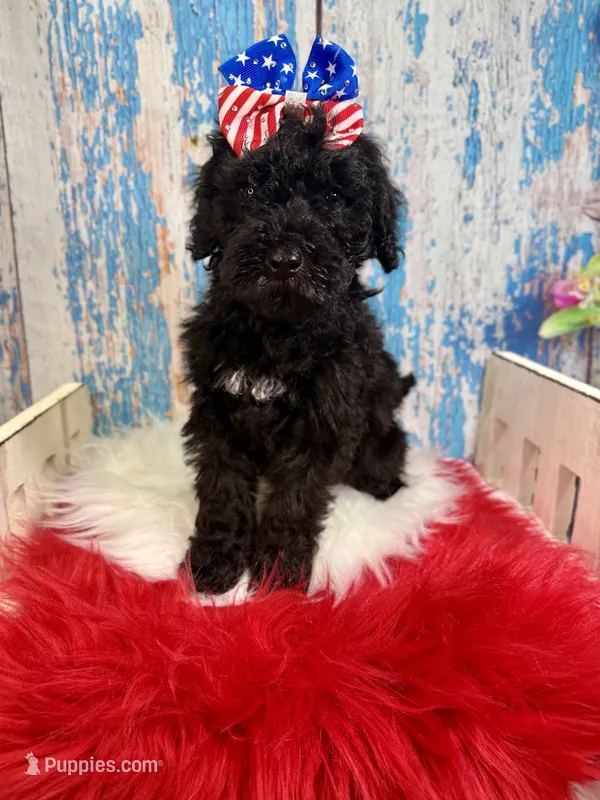 Raven – Miniature Bernedoodle puppy for sale in Concord, NC