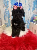 Raven, a female Miniature Bernedoodle for sale in Concord, NC – 1 of 8