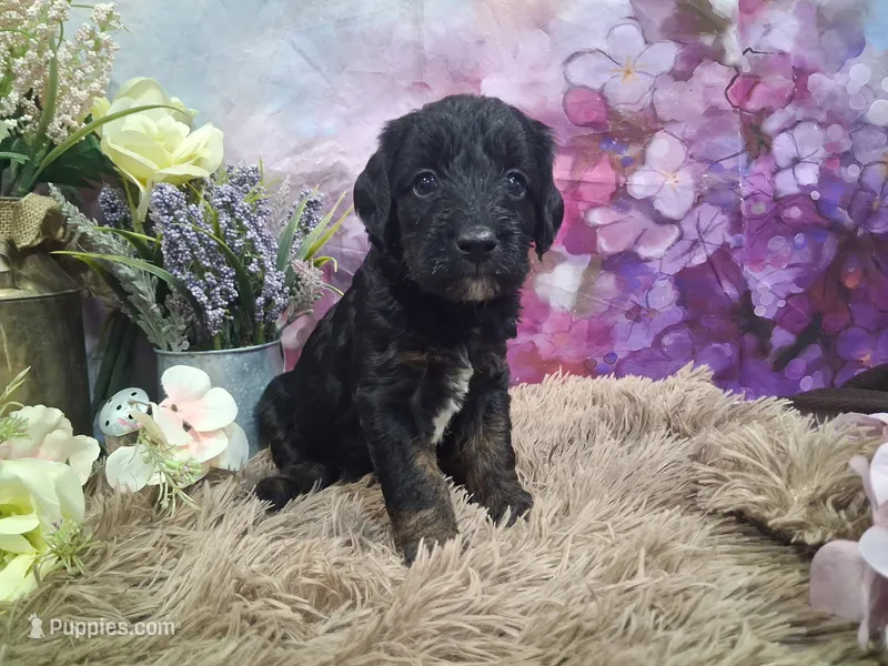 Callum – Miniature Goldendoodle puppy for sale in Concord, NC