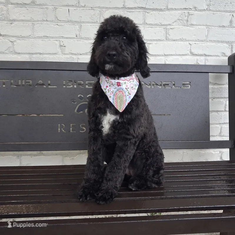 Rarity – Miniature Bernedoodle puppy for sale in Concord, NC