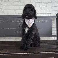 Rarity, a female Miniature Bernedoodle for sale in Concord, NC – 1 of 8